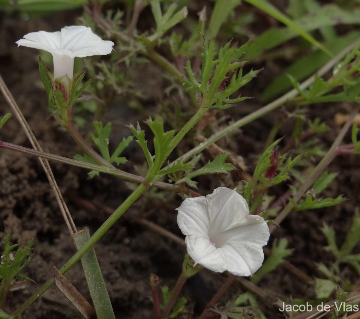 Ipomoea coptica (L.) Roth ex Roem. & Schult.